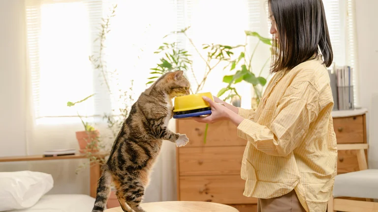 Entendendo os miados do seu gato: O que eles significam