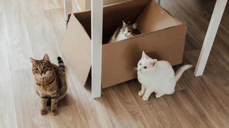 Por que os gatos amam caixas? Descubra o mistério!
