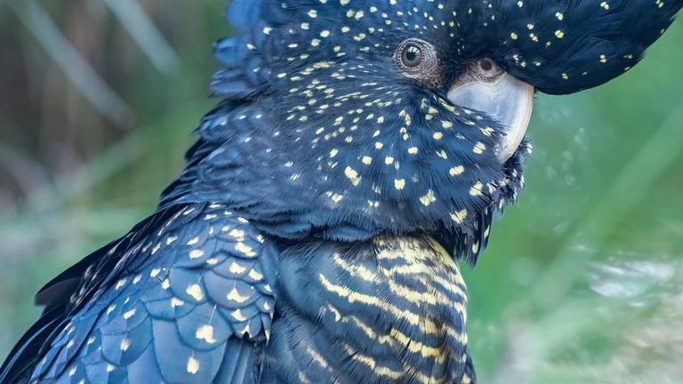 Aves Exóticas para Criar em Gaiolas: Espécies Ideais