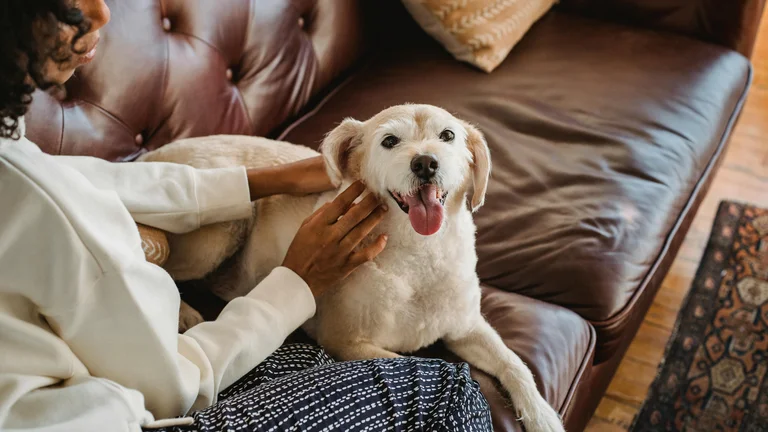 Dicas para Escovar os Pelos do Seu Pet Sem Estresse