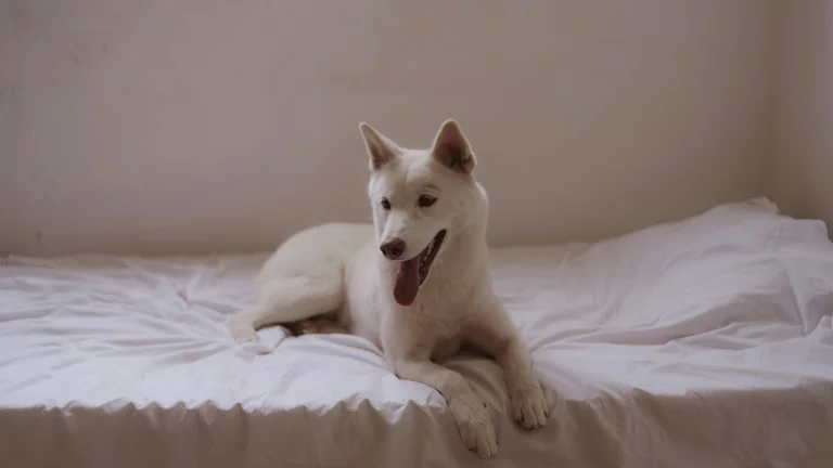 As Melhores Camas Confortáveis para Pets de Todos os Tamanhos