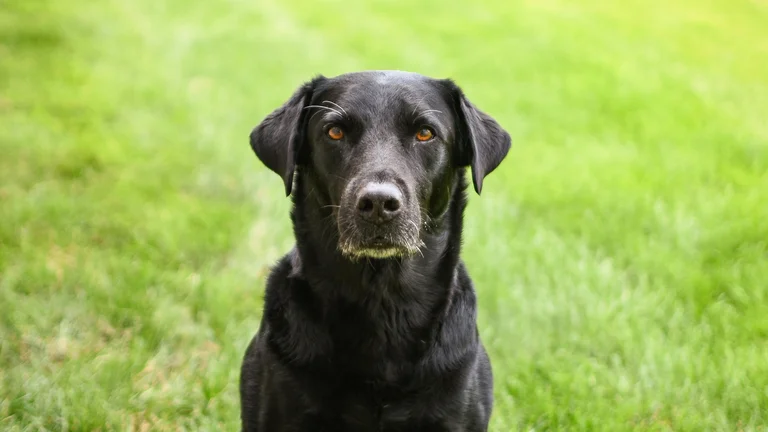 A incrível história do cão mais velho do mundo