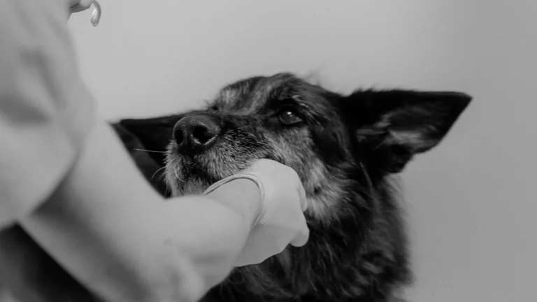 Vacinação em Pets: Proteja seu Animal de Estimação