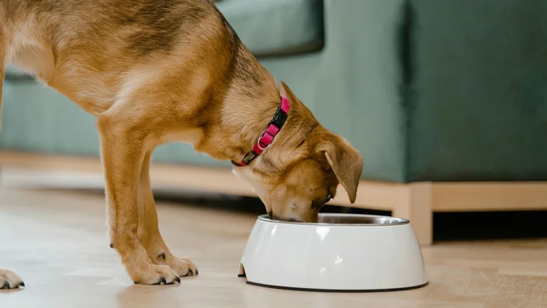 Ração Ideal para Seu Cachorro: Dicas Práticas