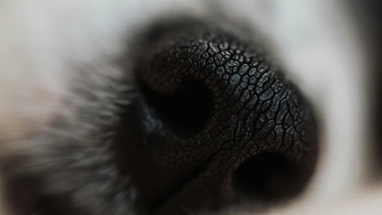 Curiosidades sobre a visão dos pets