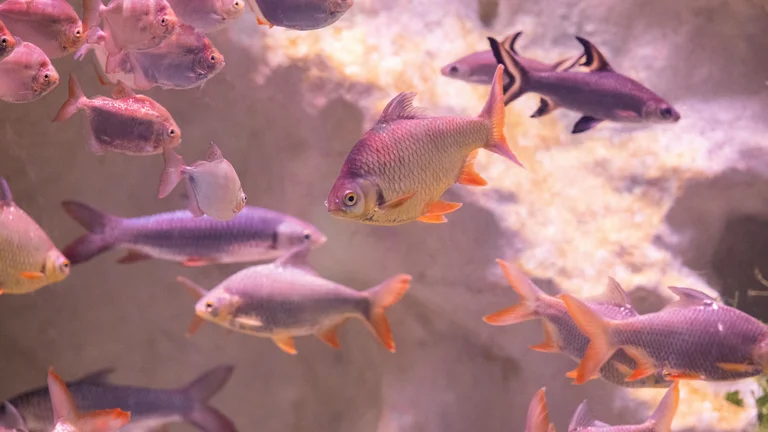 Peixes para Aquários Comunitários: Betta e Mais