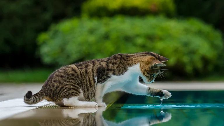 Raças de Gatos que Amam Água e Brincadeiras