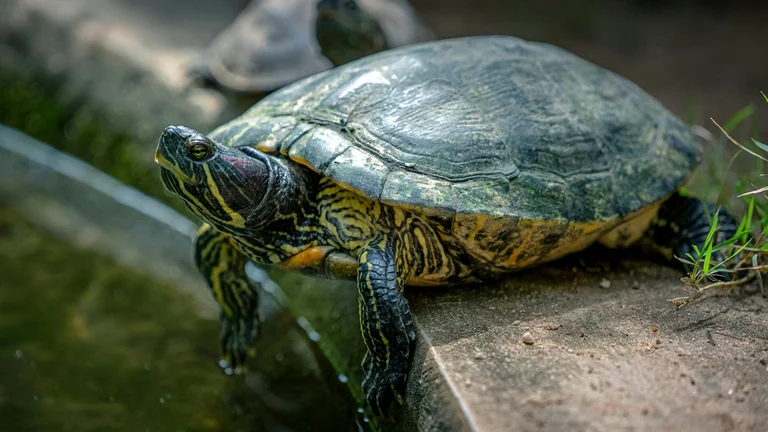 Tartarugas como Pets: Espécies e Cuidados Essenciais