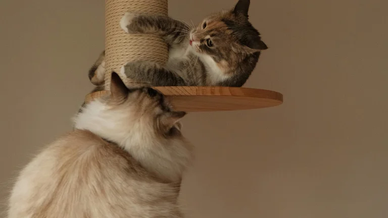 Guia de Arranhadores para Gatos: Tipos e Benefícios