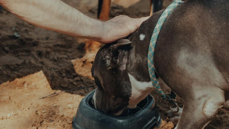 Hidratação para Pets: Dicas Essenciais no Verão
