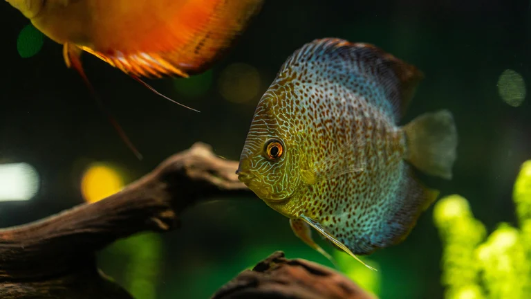 Mistérios dos Aquários: Curiosidades sobre Peixes Domésticos