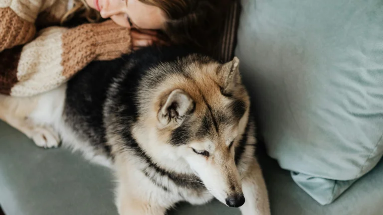 Ansiedade de Separação em Pets: Causas e Soluções