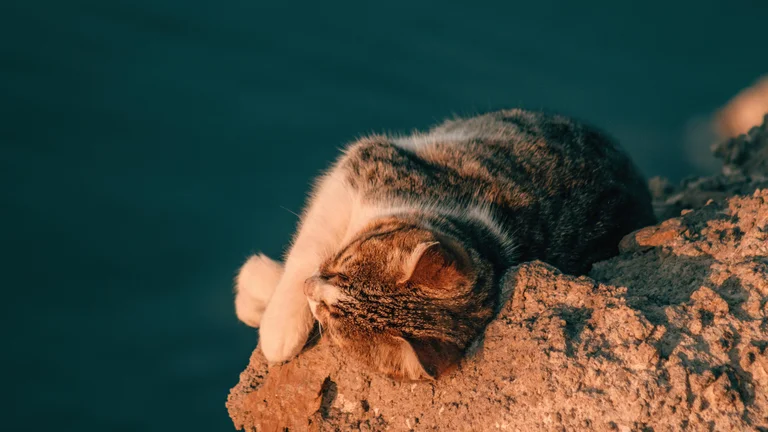 Pets Heroicos: Cães que Salvaram Seus Donos