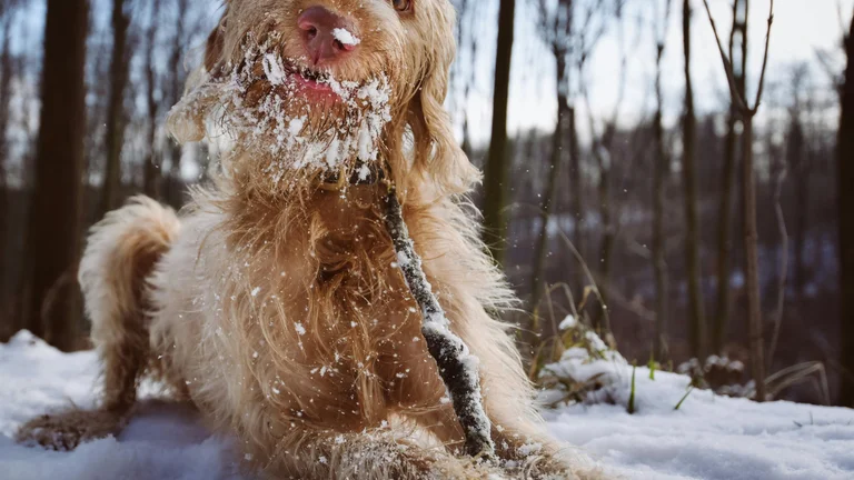 Brinquedos Mastigáveis: Saúde Dental Canina em Foco