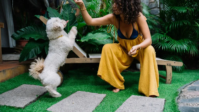 Treinamento Eficaz de Filhotes: Reforço Positivo em Casa