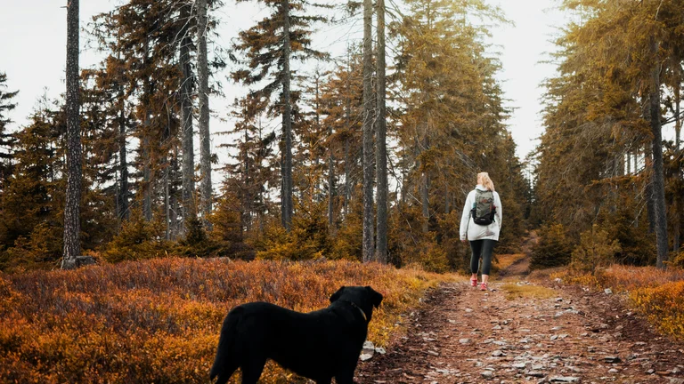 Como Escolher a Mochila Ideal para Seu Pet