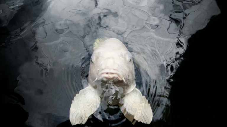 Como Peixes Reconhecem Seus Donos: O Fascínio da Visão