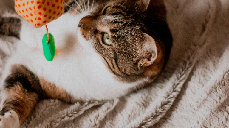Estimule a Mente do Seu Gato com Brinquedos Interativos
