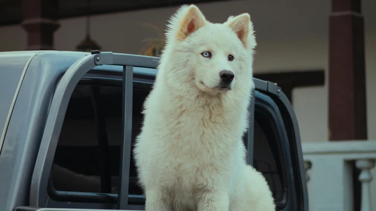 Incríveis Histórias de Pets que Voltaram para Casa