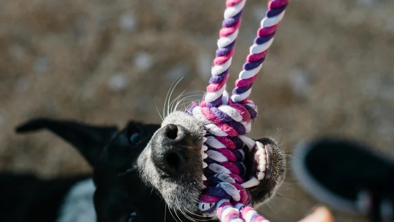 Acessórios Duráveis para Pets Agitados: Dicas Essenciais