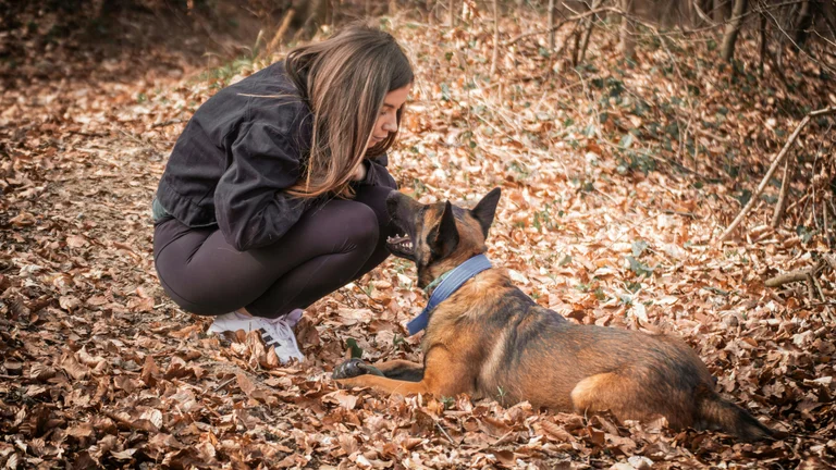 Curiosidades sobre o Treinamento de Animais no Cinema