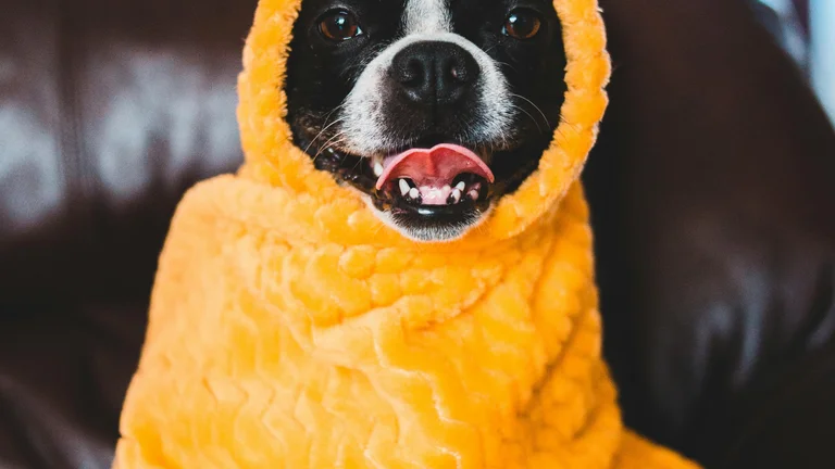 Brinquedos Interativos: Treinamento Divertido para Pets
