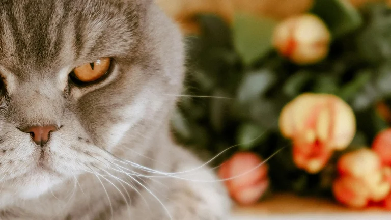 Gatos Independentes: Raças para Donos Ocupados