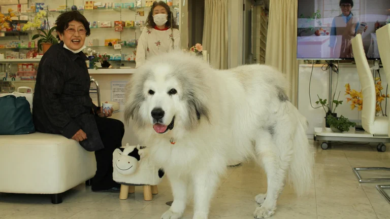 Dicas para Acostumar Seu Pet a Consultas Veterinárias