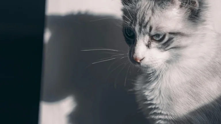 Gatos de Olhos Azuis: Raças que Encantam pelo Olhar
