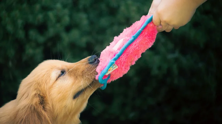 Por que os pets adoram brincar? Entenda a diversão!